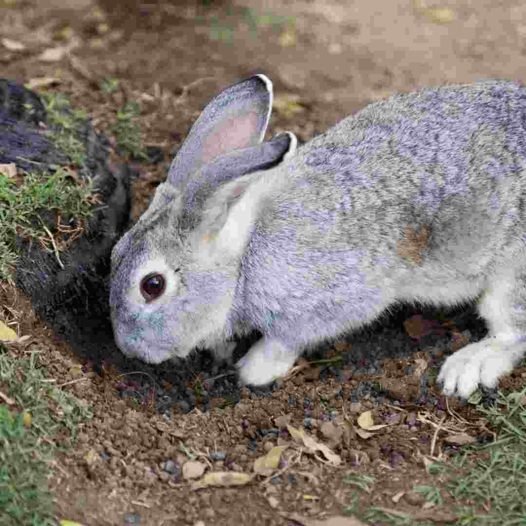 what rabbit breed is best for me