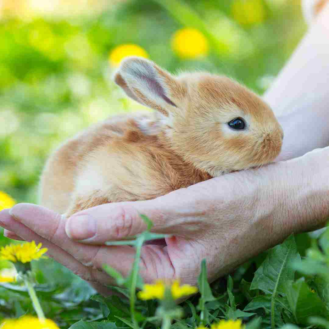 how often should you bathe a rabbit