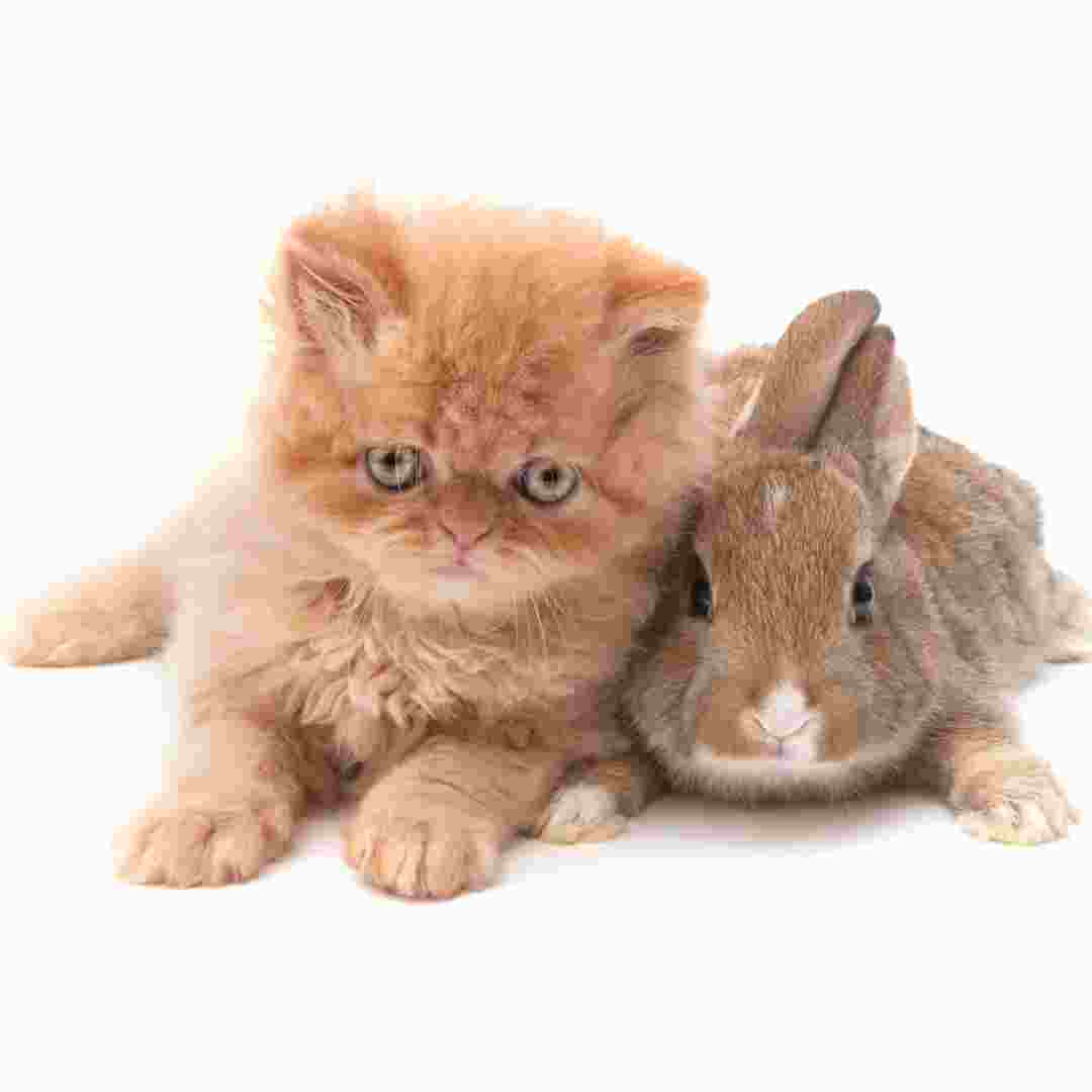 why are bunnies better than cats