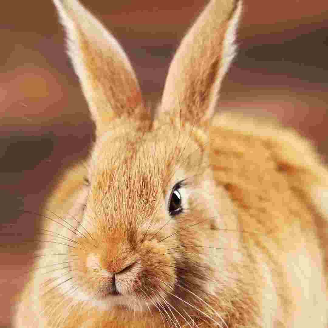 how many rabbit breeds are there