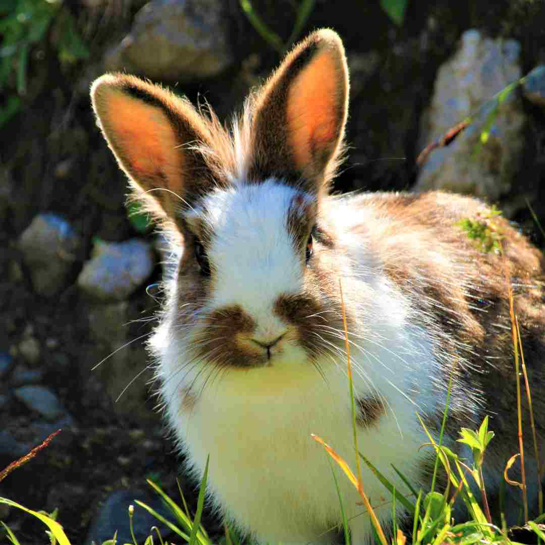 should rabbits be kept inside or outside