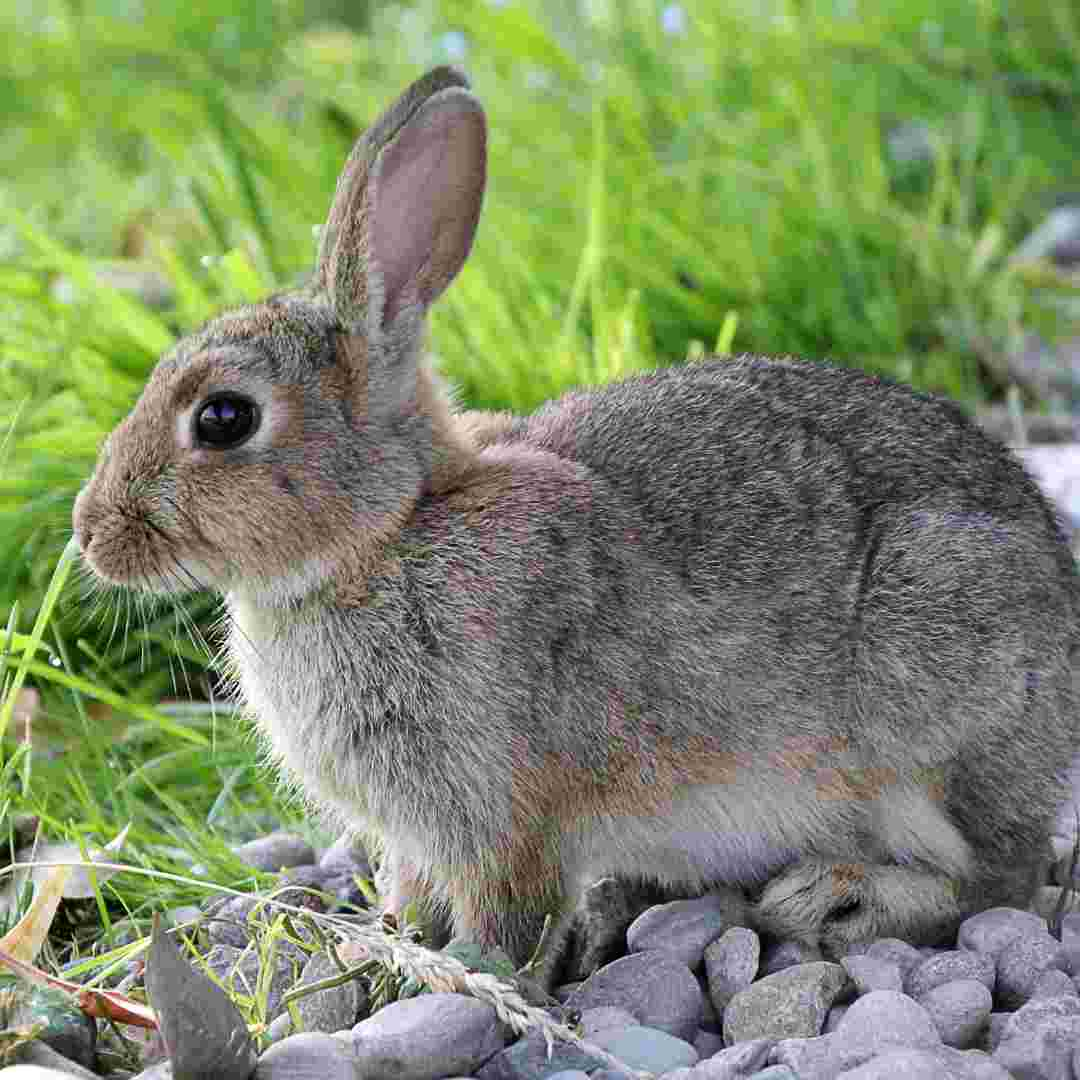 how much rabbit manure to use in garden