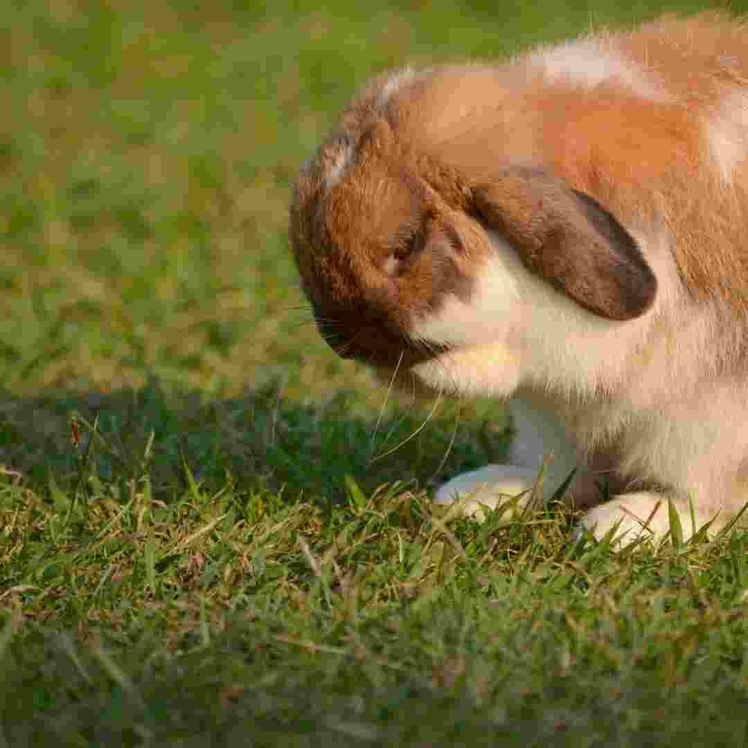 why are rabbits social animals