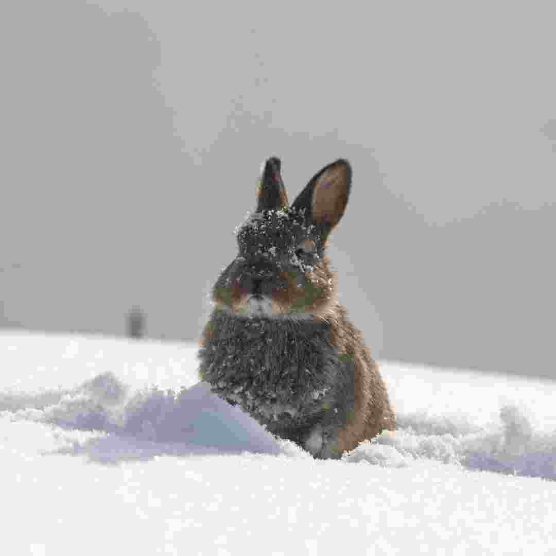 can rabbit go in snow