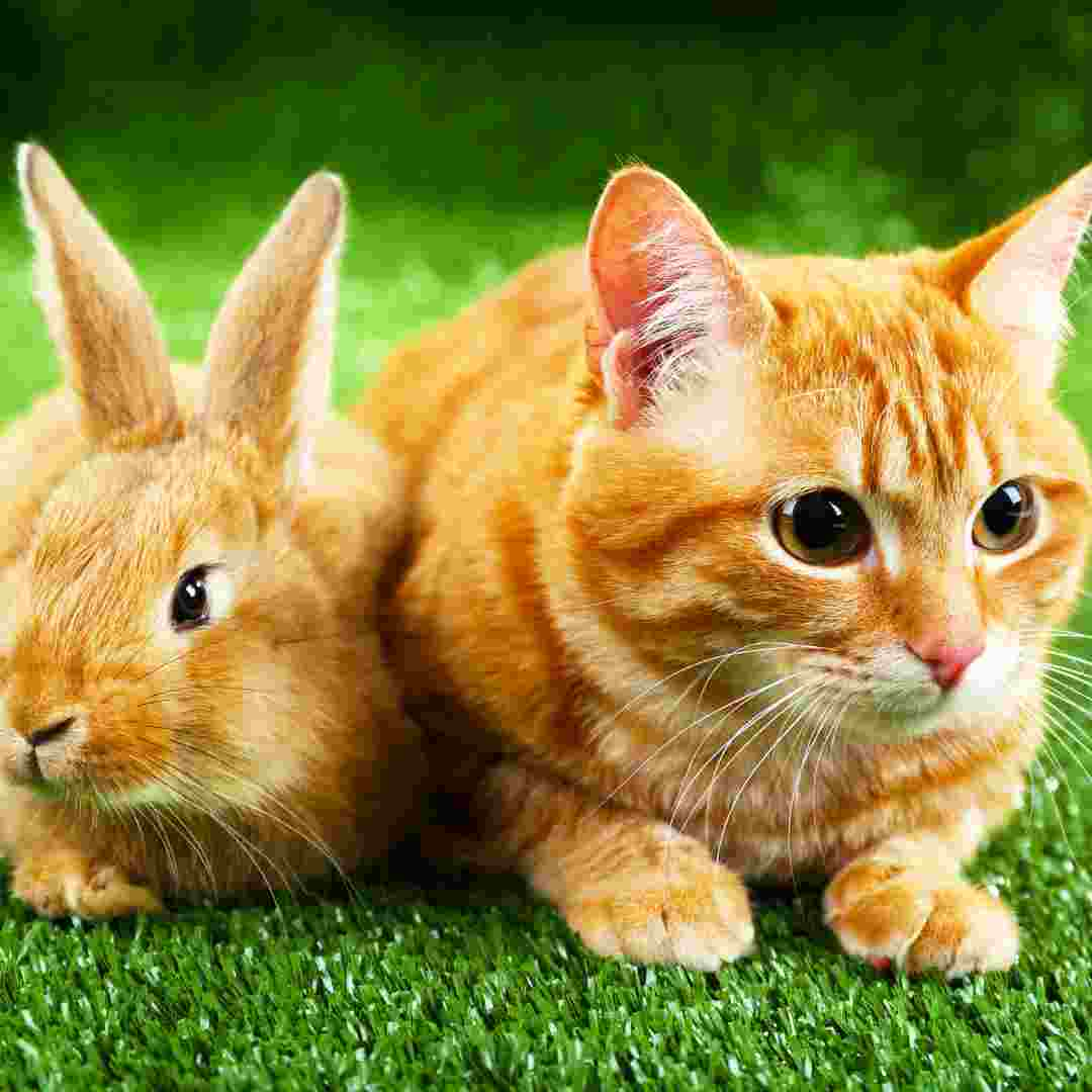 can rabbit and cat be friends