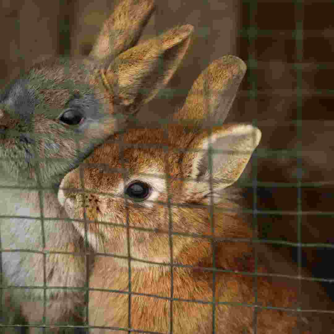 how often to clean rabbit cage