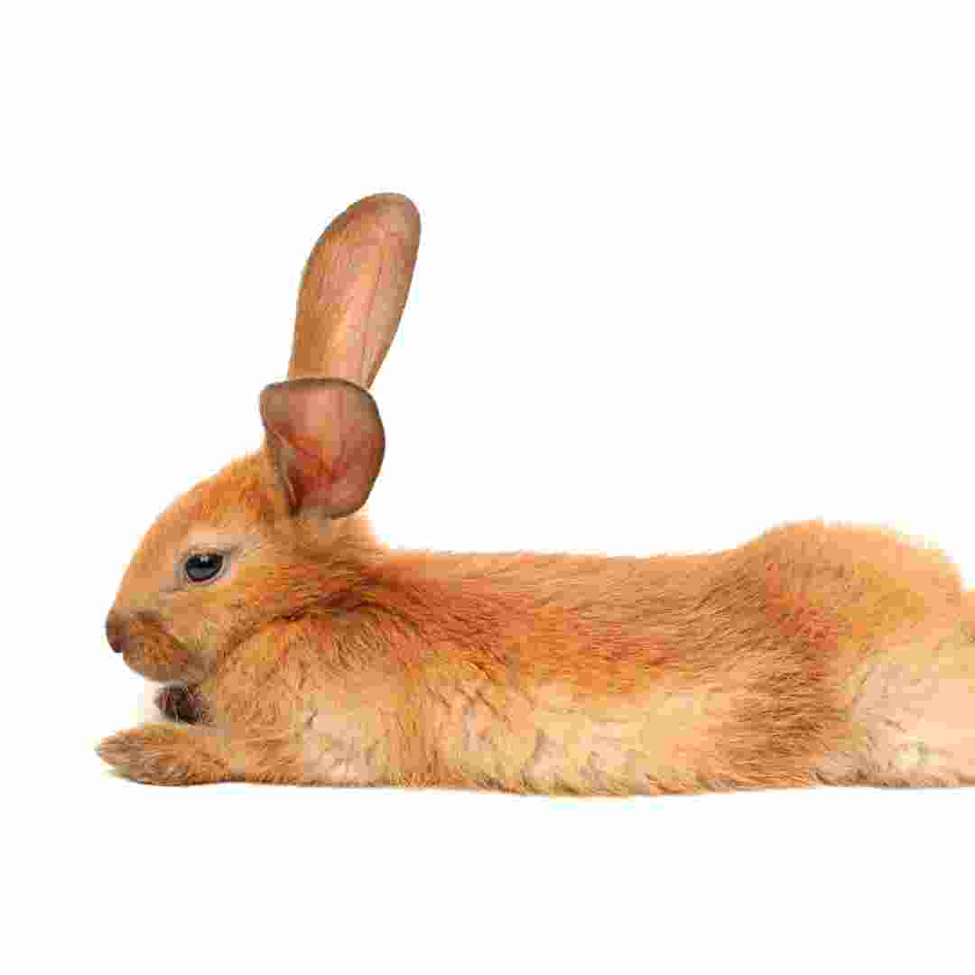 how long is a rabbit tail