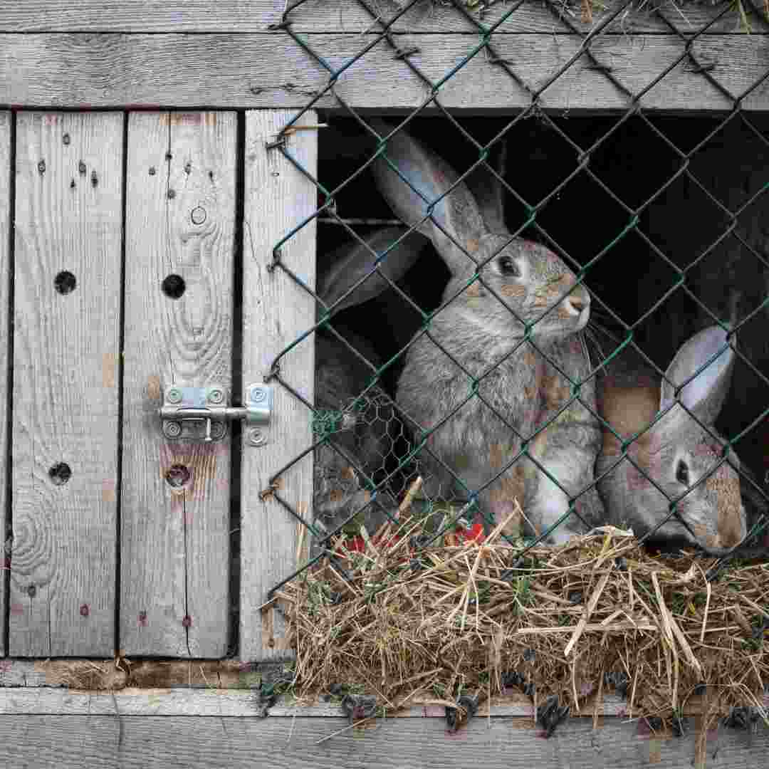 how often to clean rabbit cage