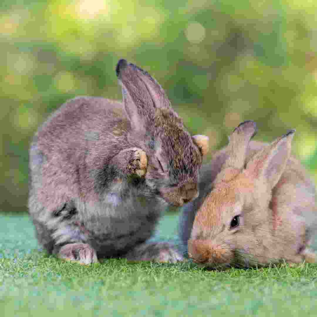 why should rabbits live in pairs