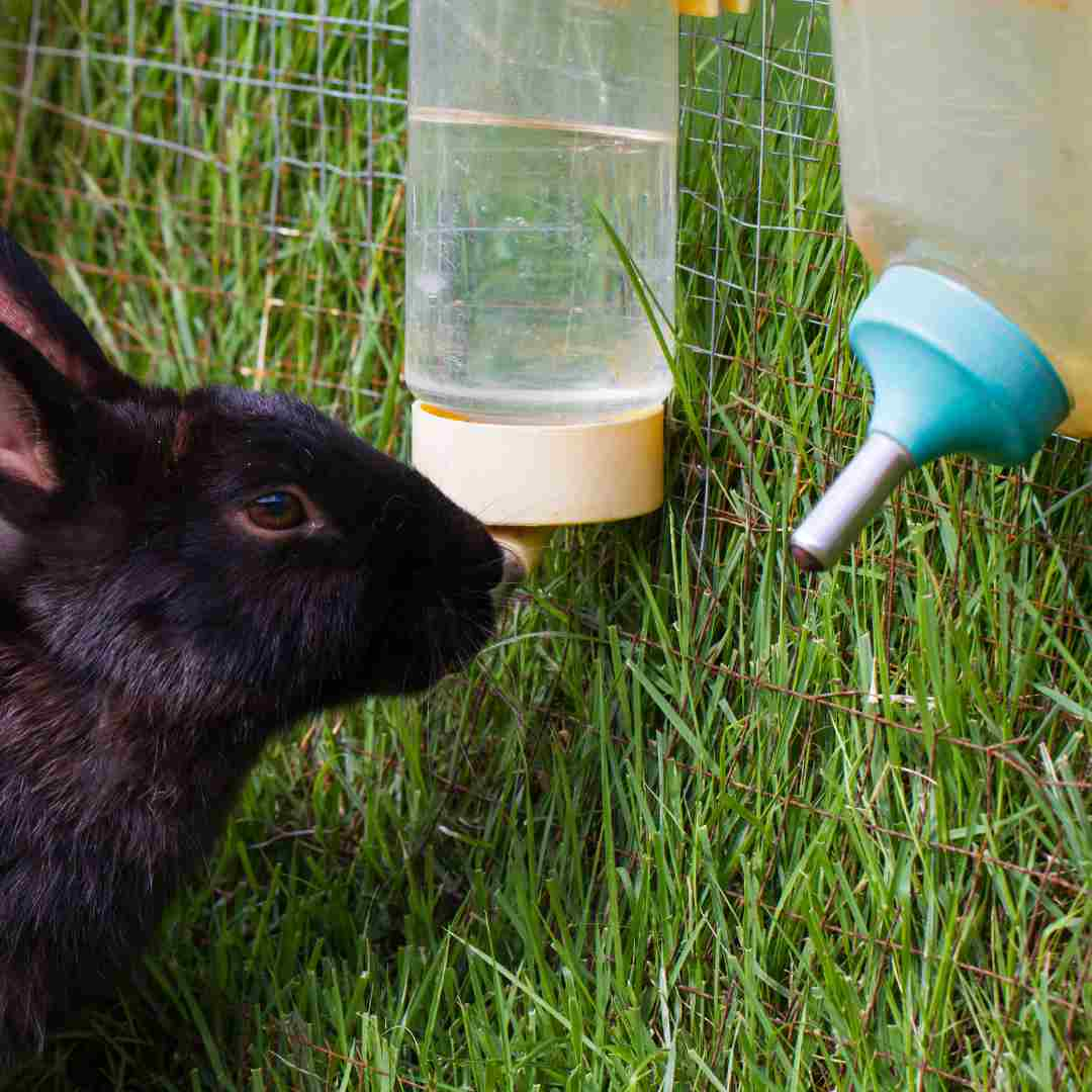 what happens if rabbit eats plastic