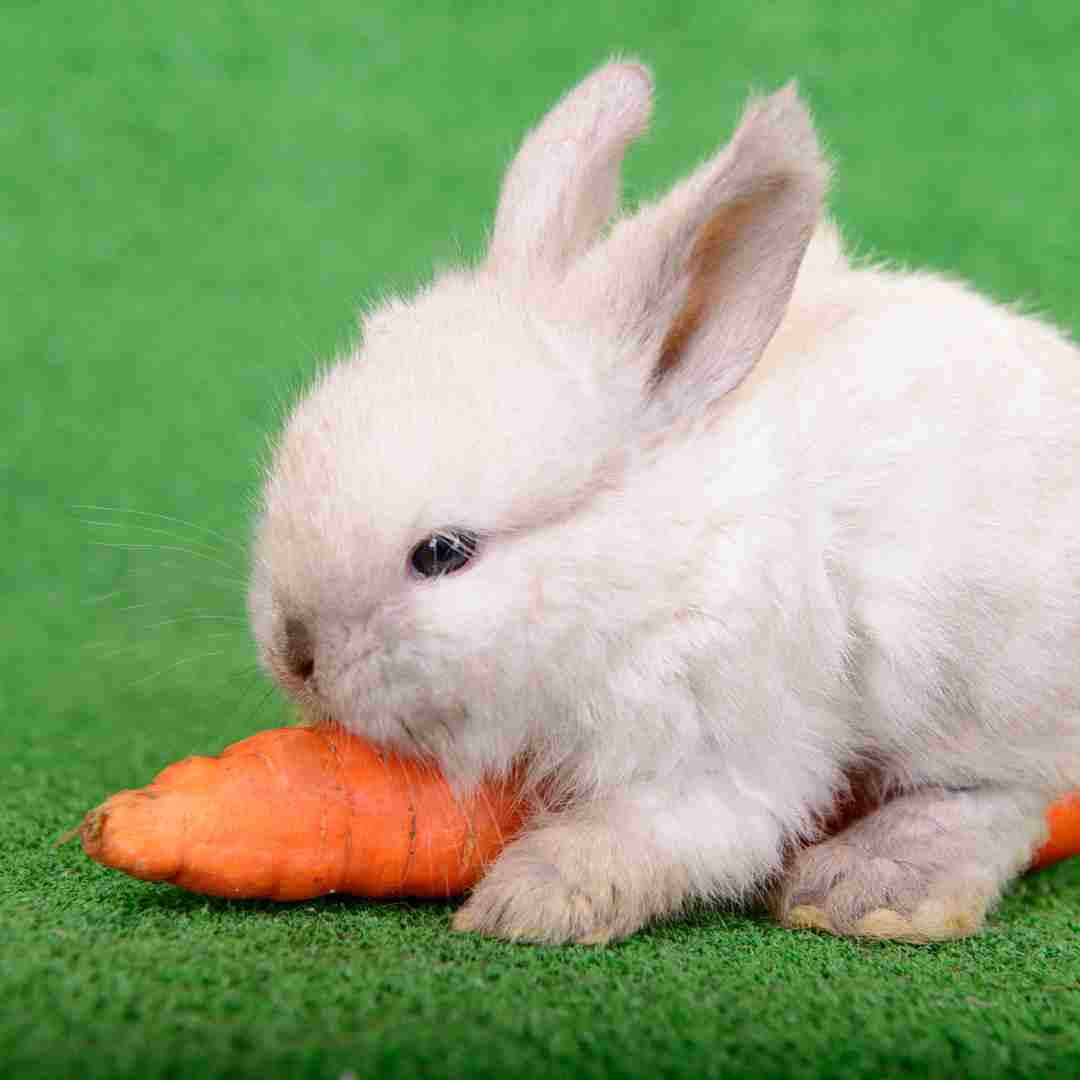 what happens if rabbit eats plastic