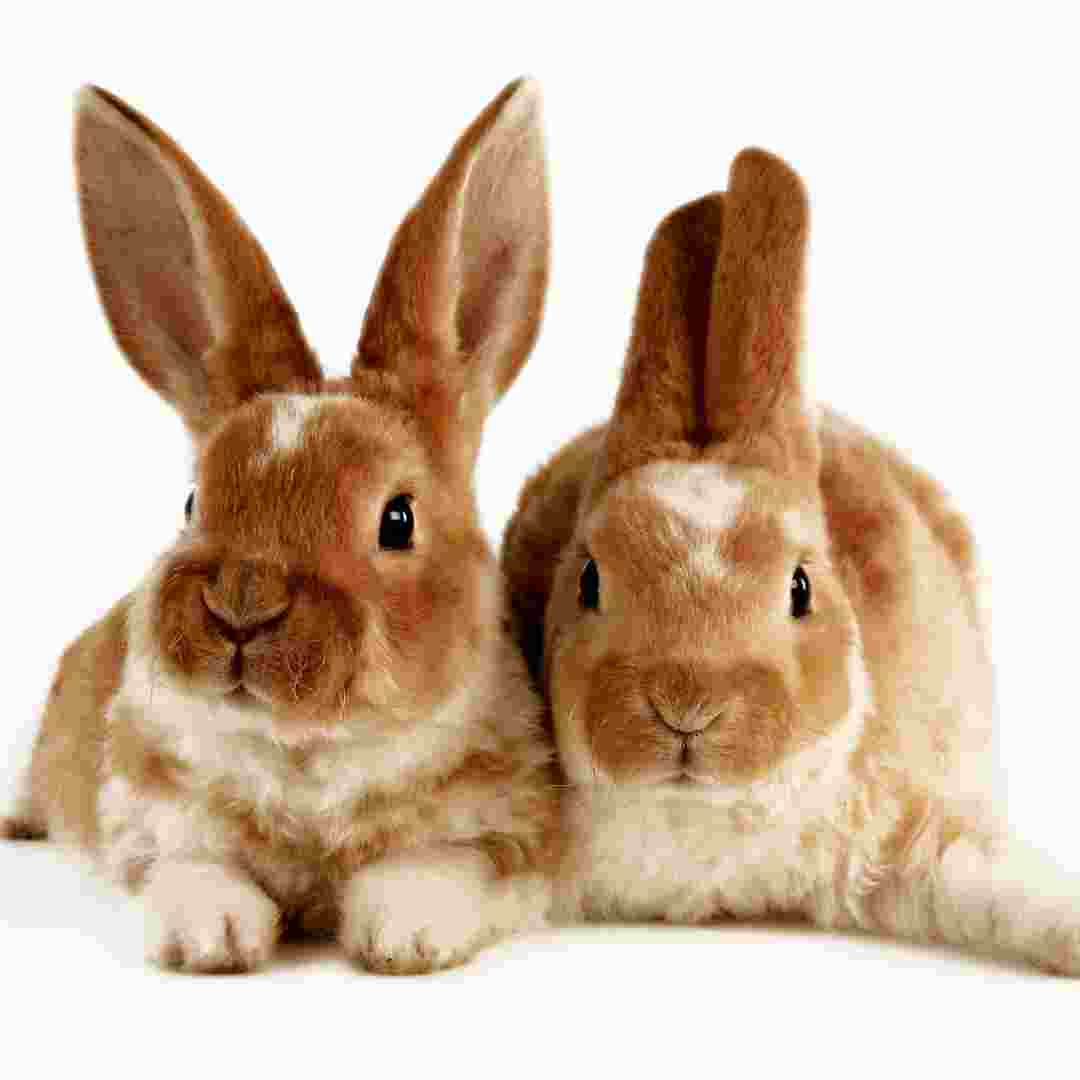 how many rabbit breeds are there