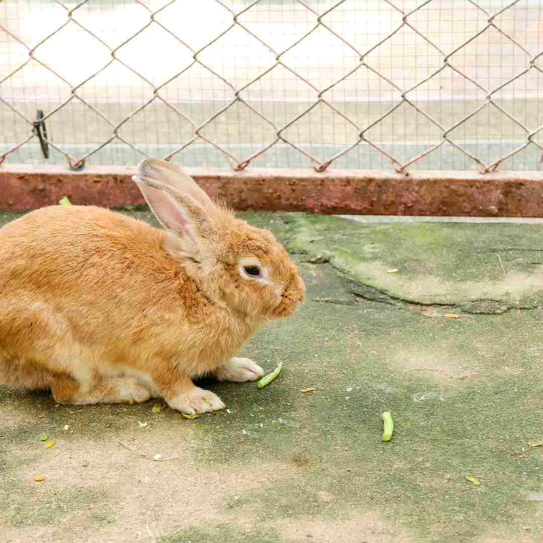 should rabbits be kept inside or outside