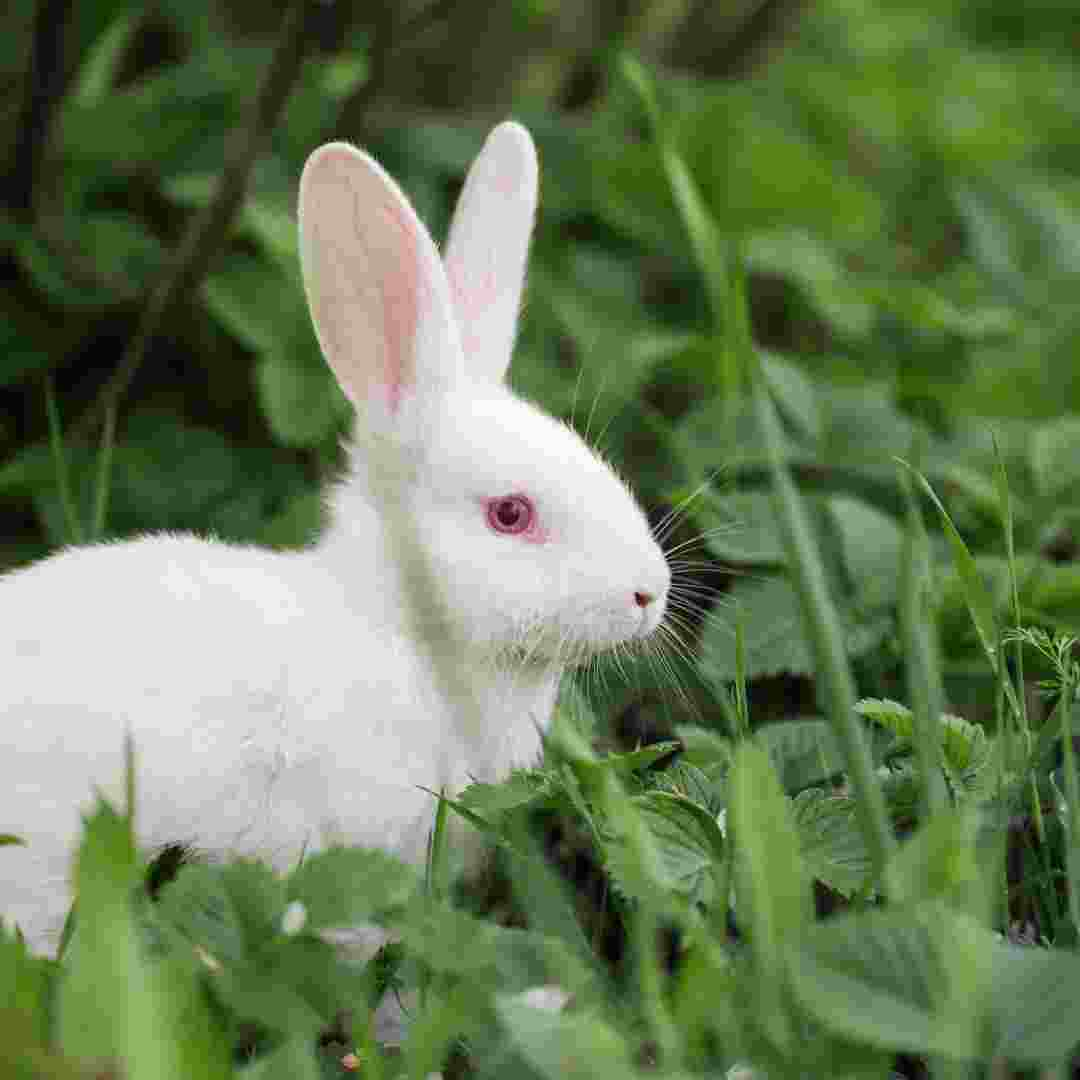 can you touch a rabbit with myxomatosis