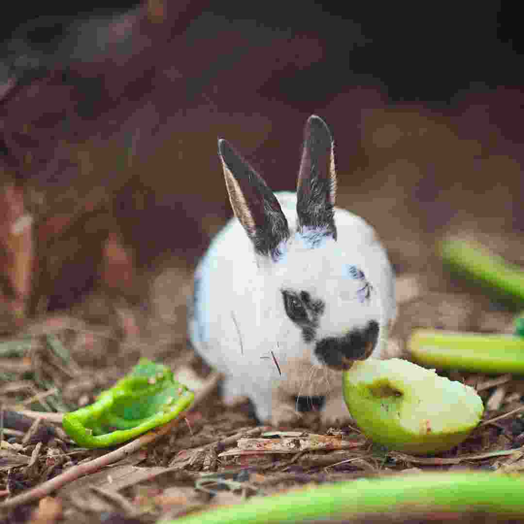 why can't rabbits eat avocado