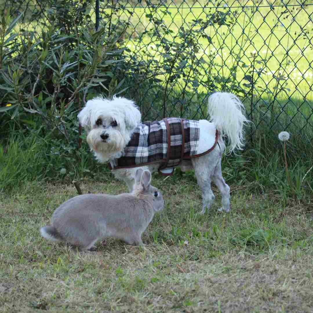 can rabbit and dog get along