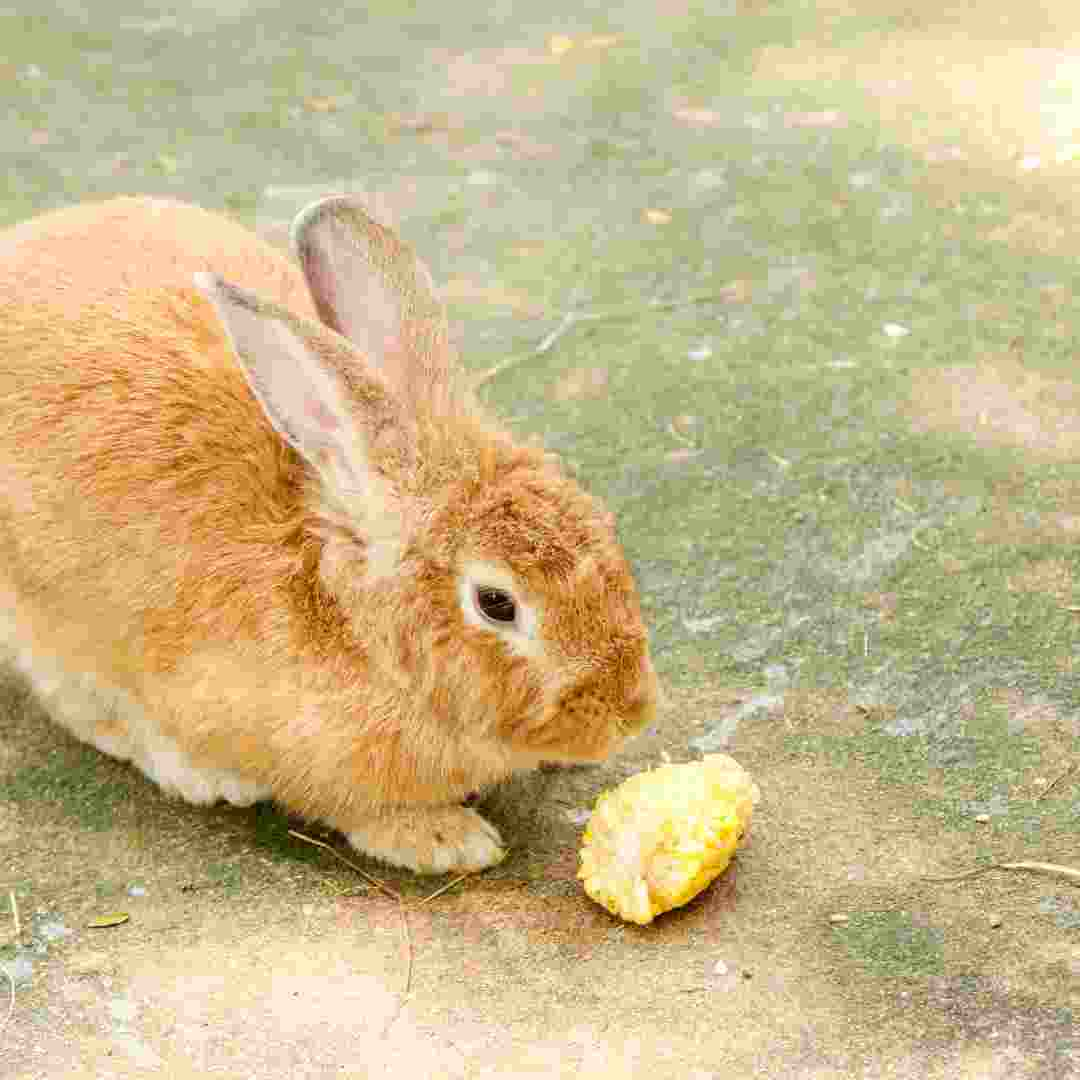 why can't rabbits eat avocado