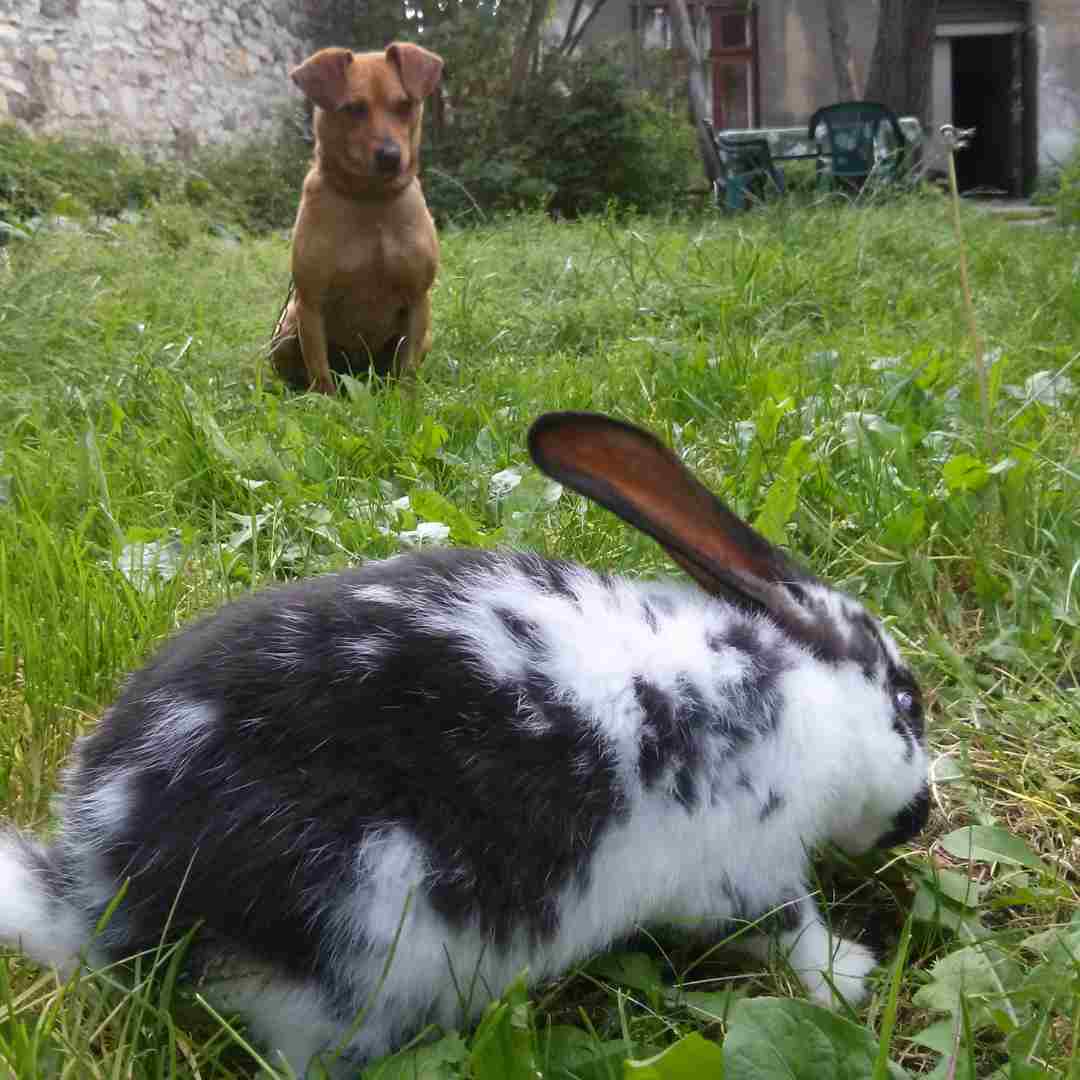 can rabbit and dog get along