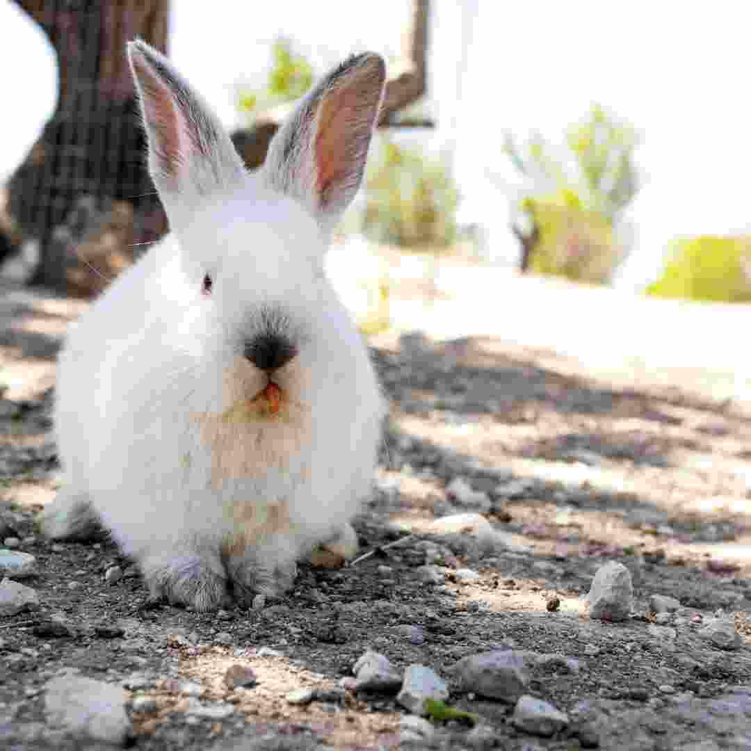 how do i know my rabbit is happy