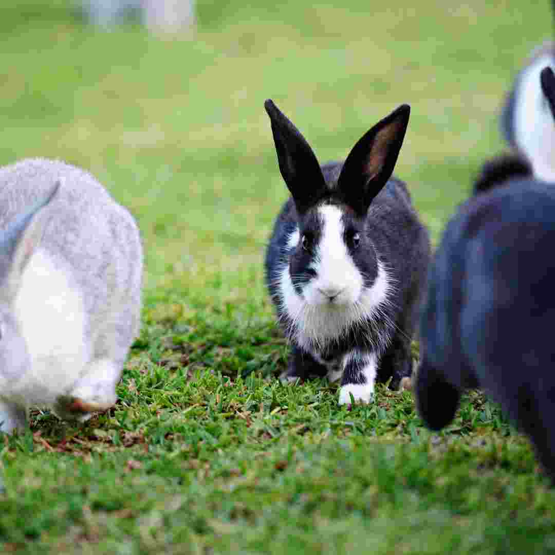 are rabbits bad for your lawn