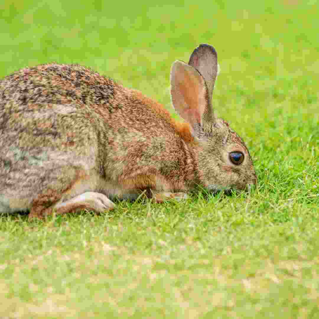 how do i know my rabbit is happy