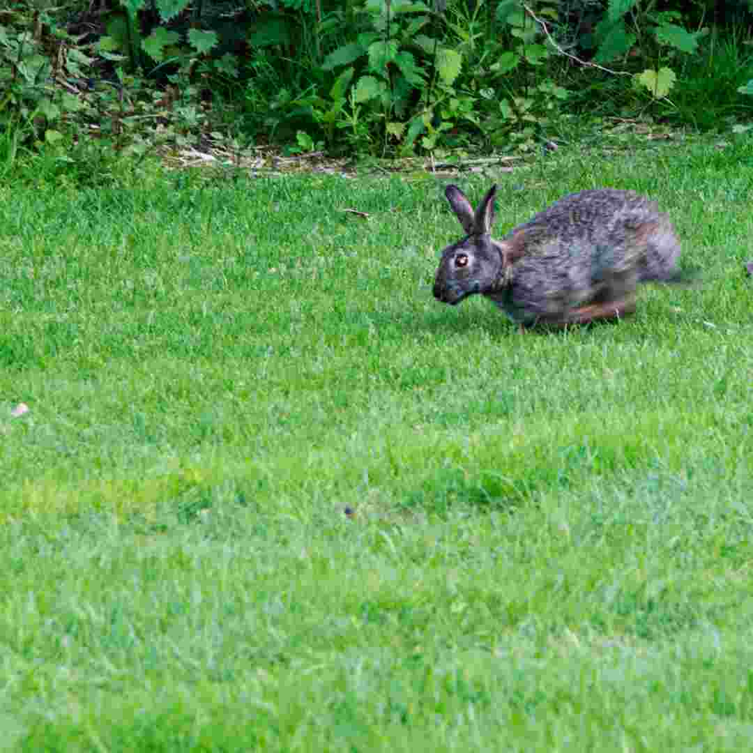 how to make a rabbit run