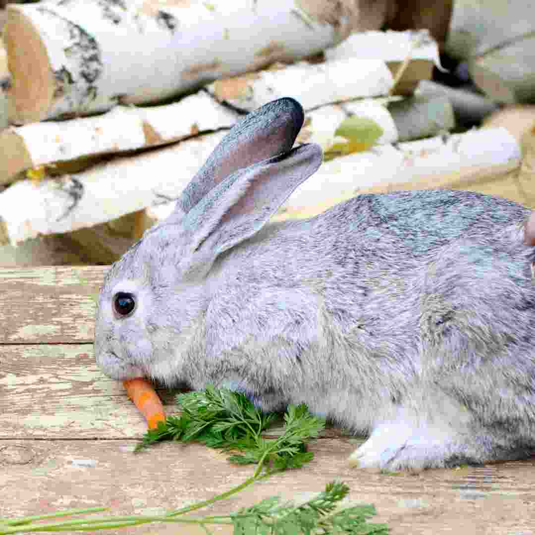 is rabbit bad for gout