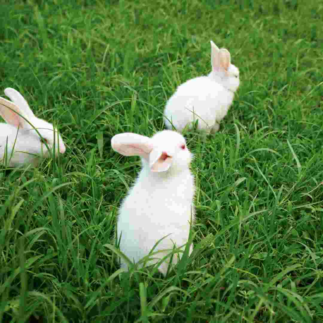 are rabbits bad for your lawn