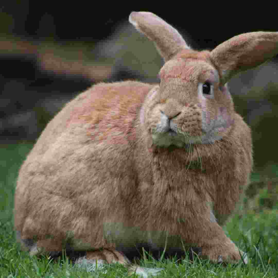 what type of rabbit is 1951