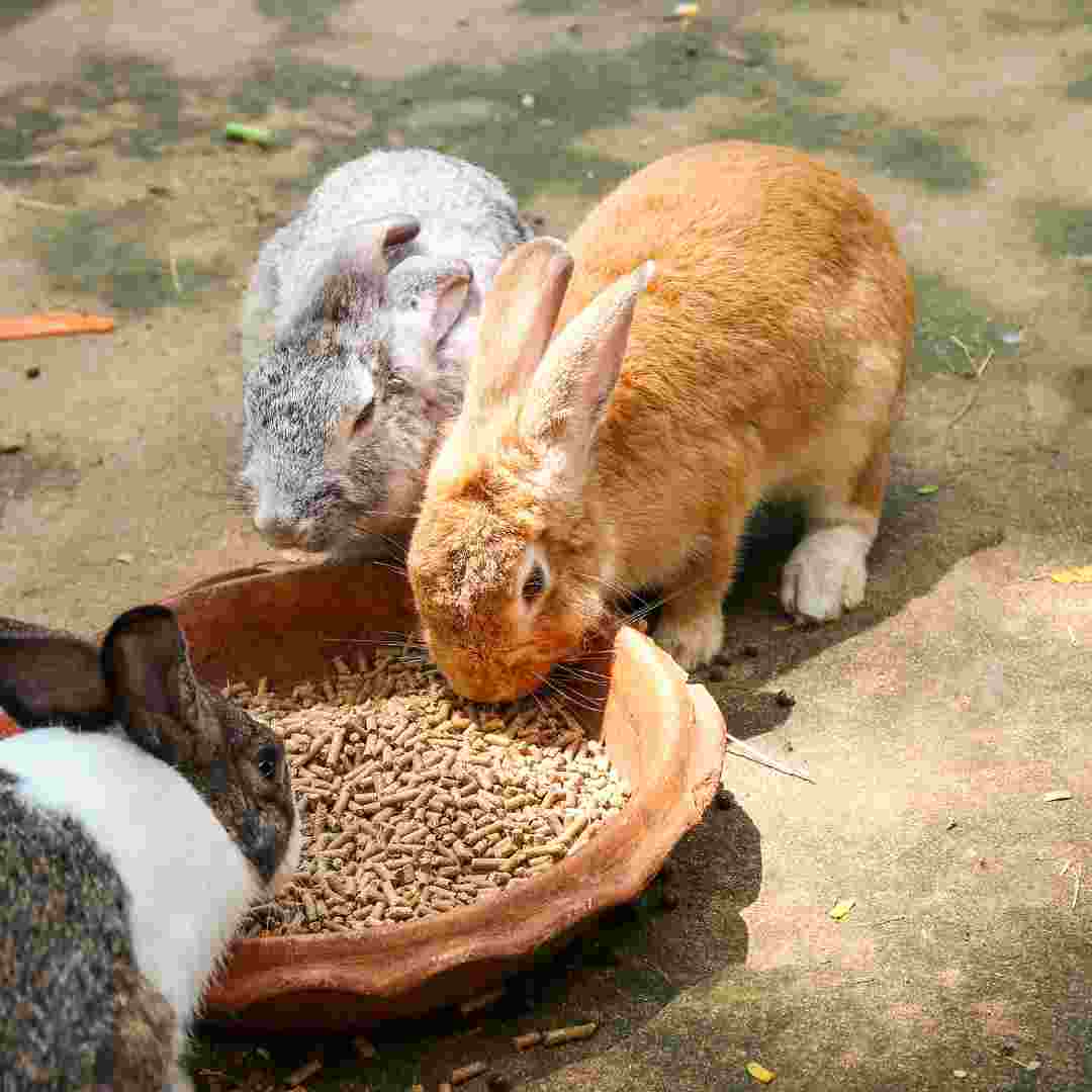 how much rabbits eat