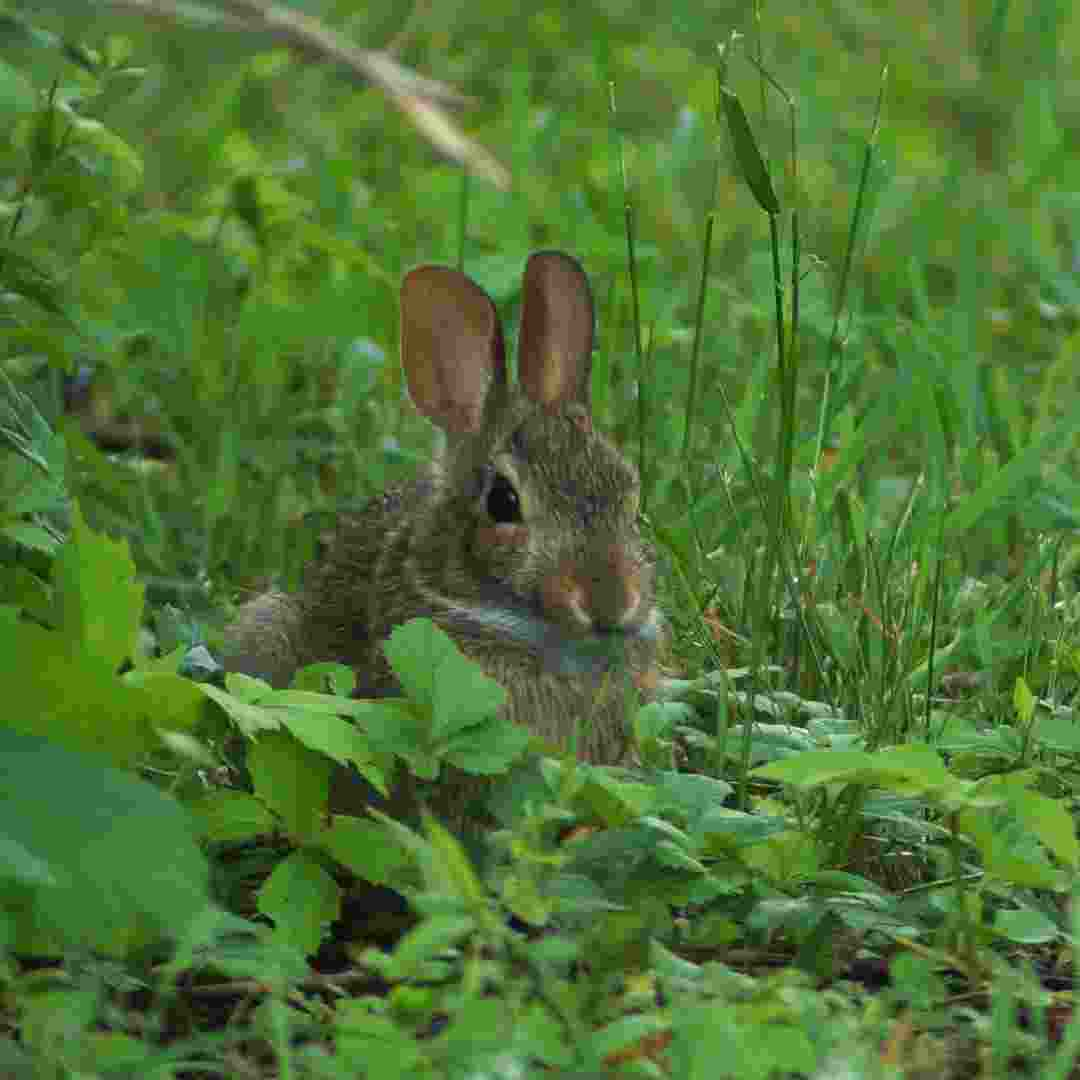 when did rabbits become domesticated