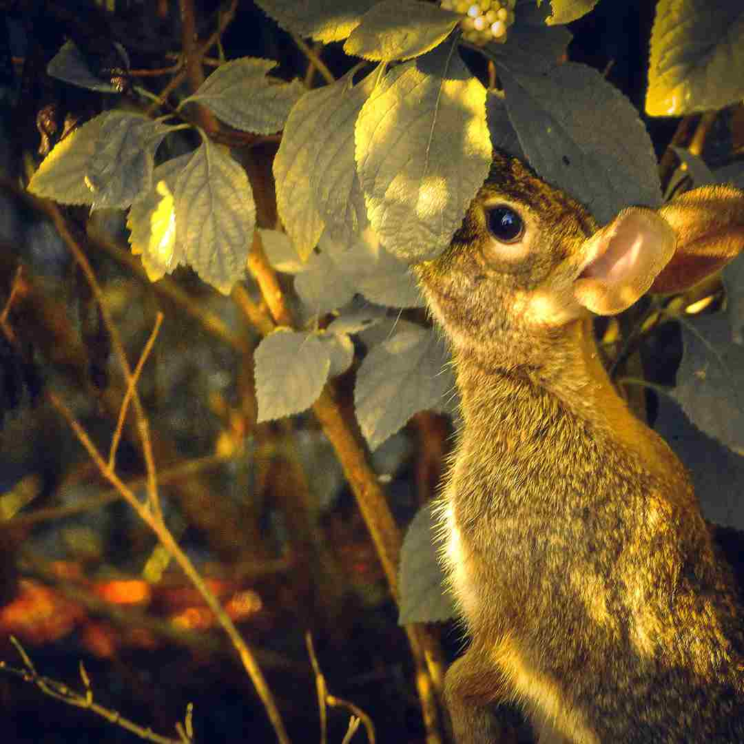 do rabbits eat grass