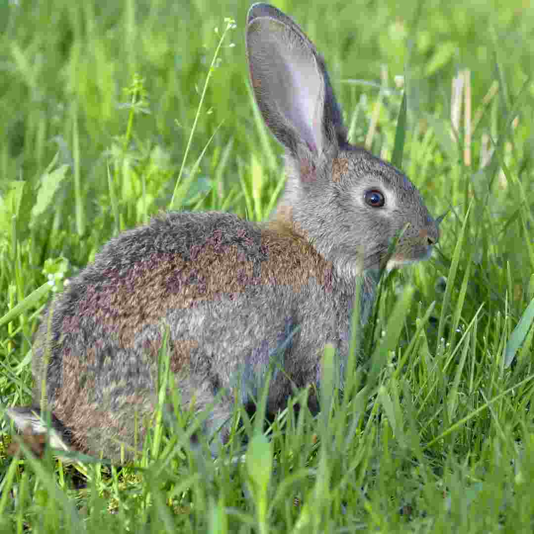 how to find your rabbit when it's lost