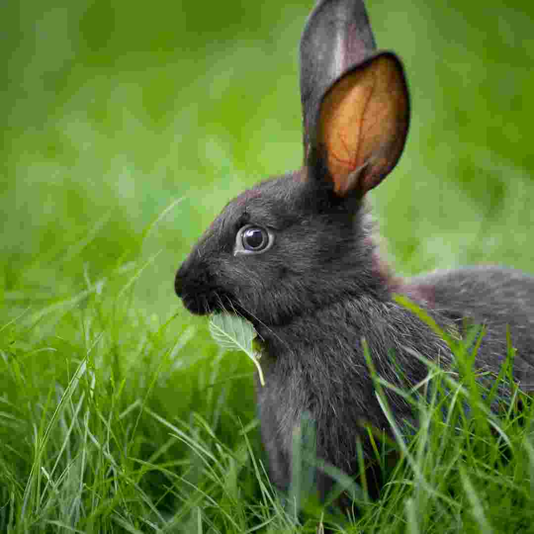 Unveiling the Mystery: Is the Rabbit Biotic or Abiotic? Exploring the