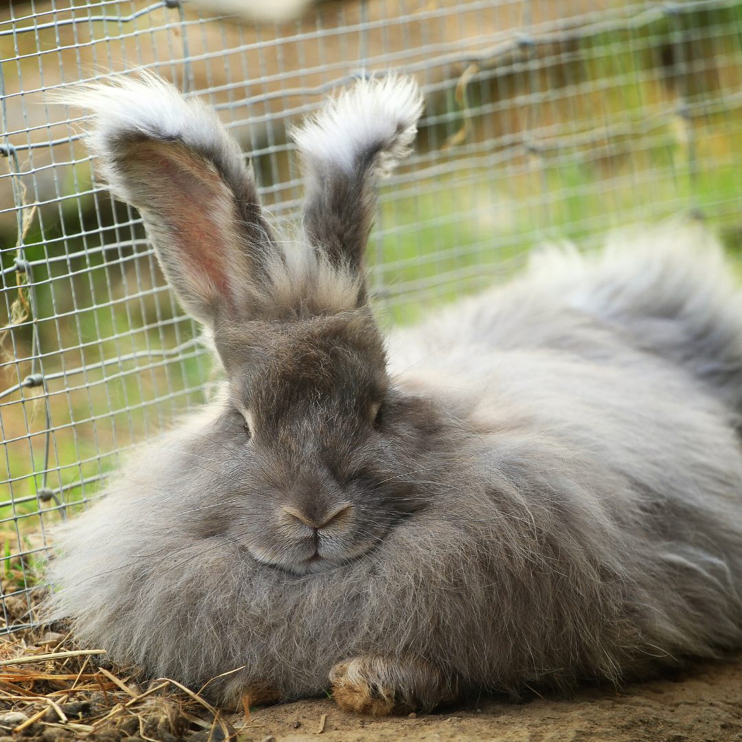 how do rabbits make noise