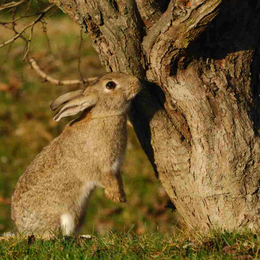 what rabbits do in winter