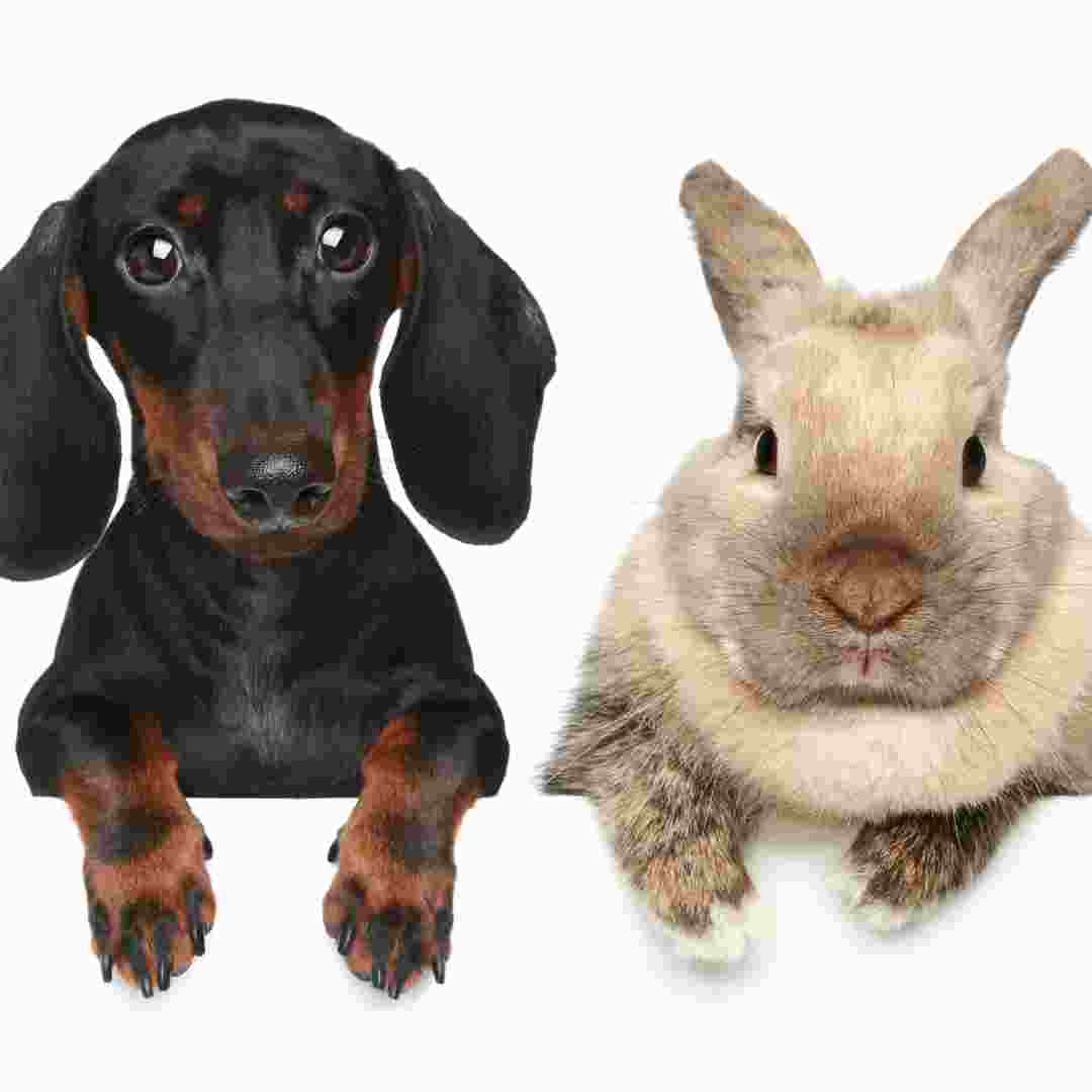 what rabbits are best for pets
