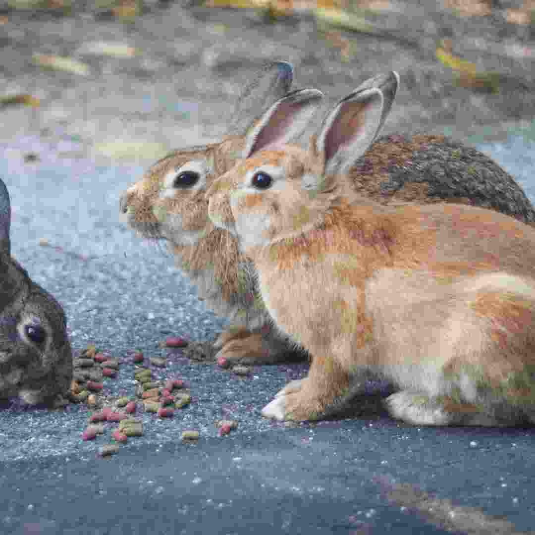 why would a rabbit stop eating