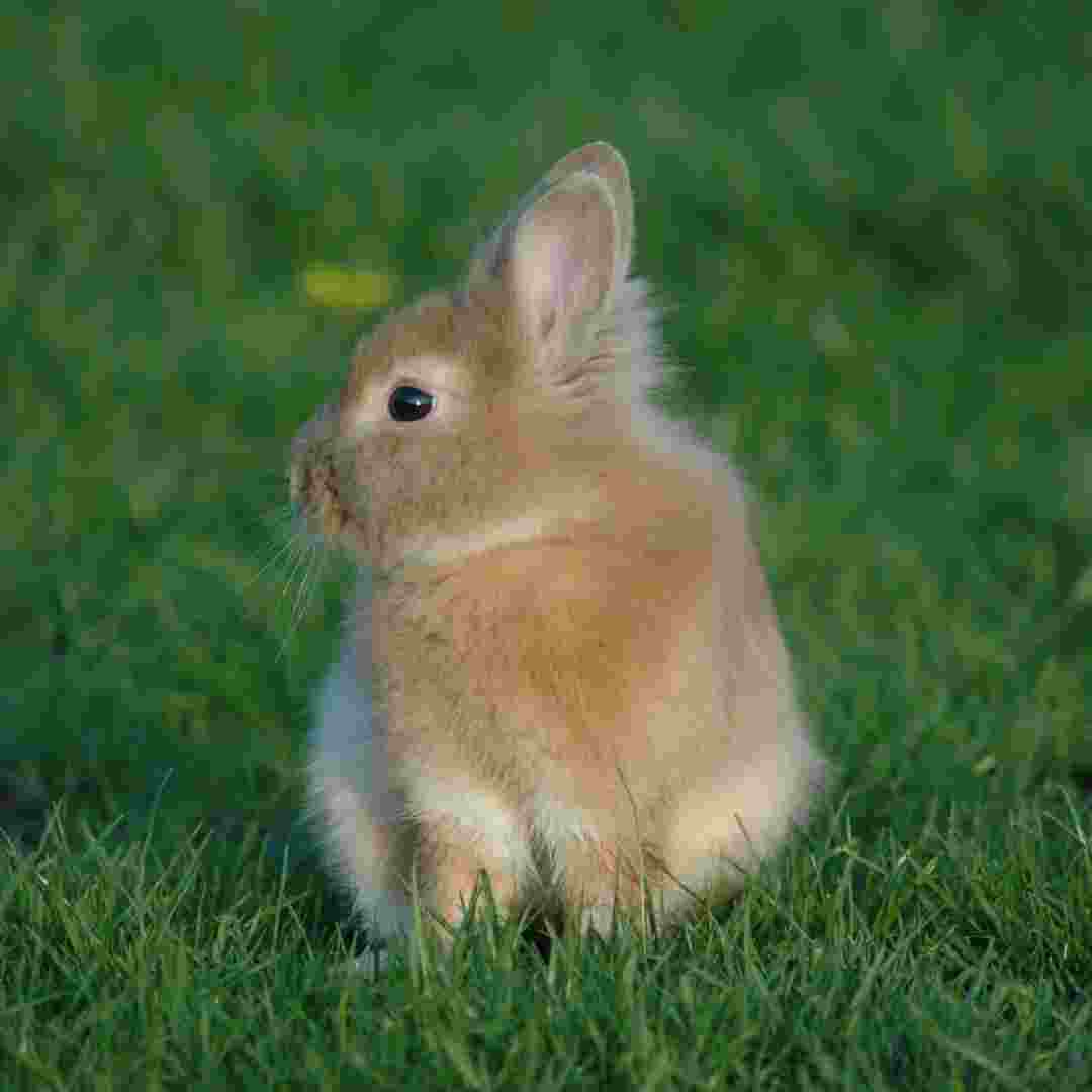 how often do you feed a rabbit