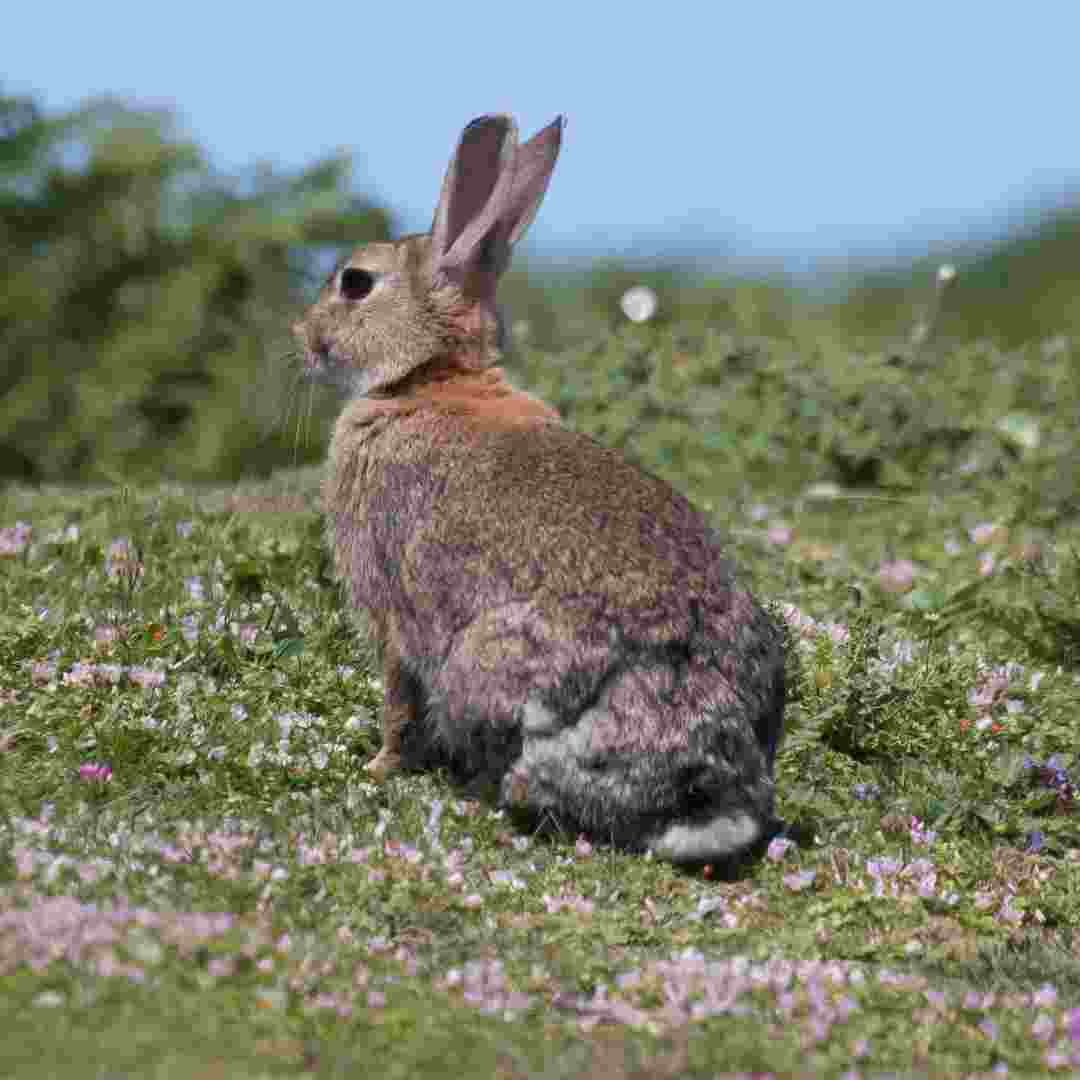 how to remove rabbits from yard