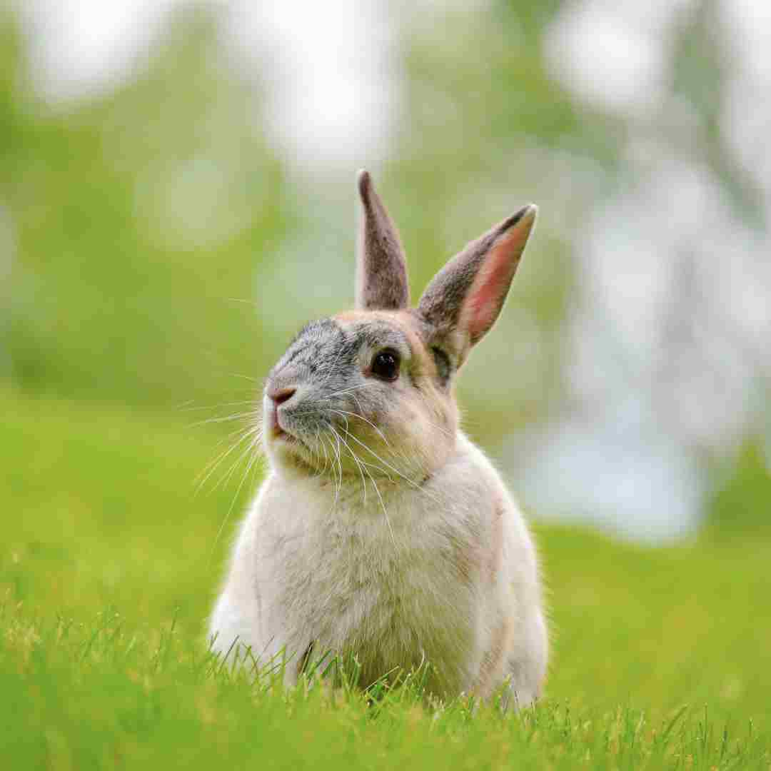 can rabbit and hare breed