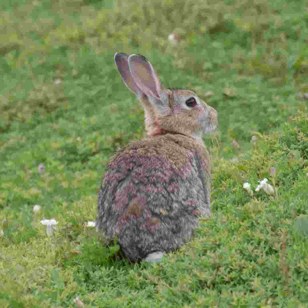 how to remove rabbits from yard