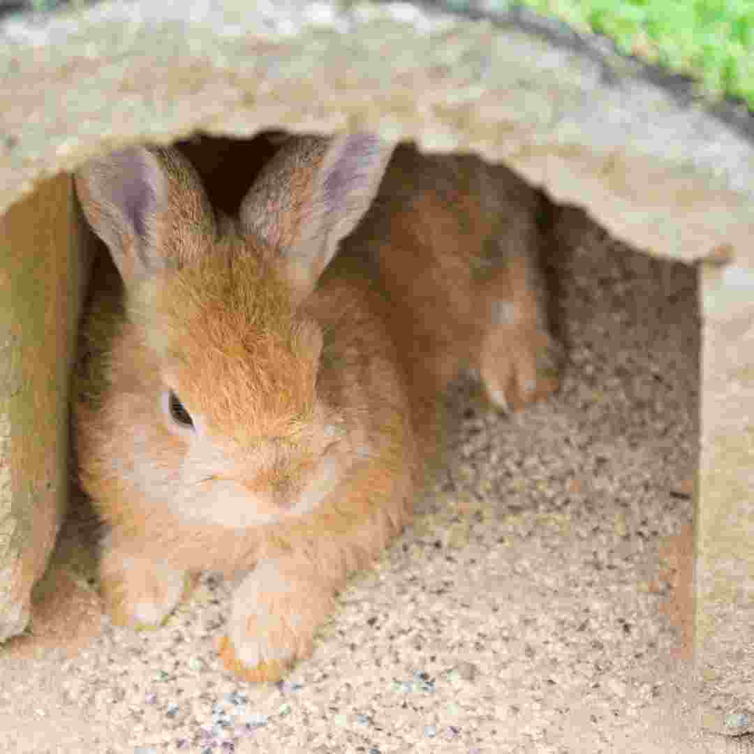 how long rabbits live wild