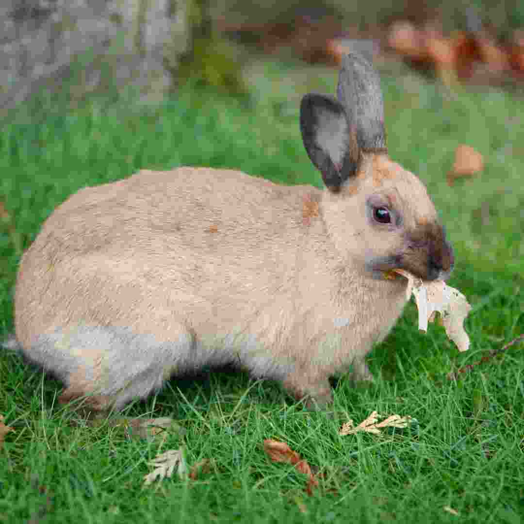 how long rabbits live as pets