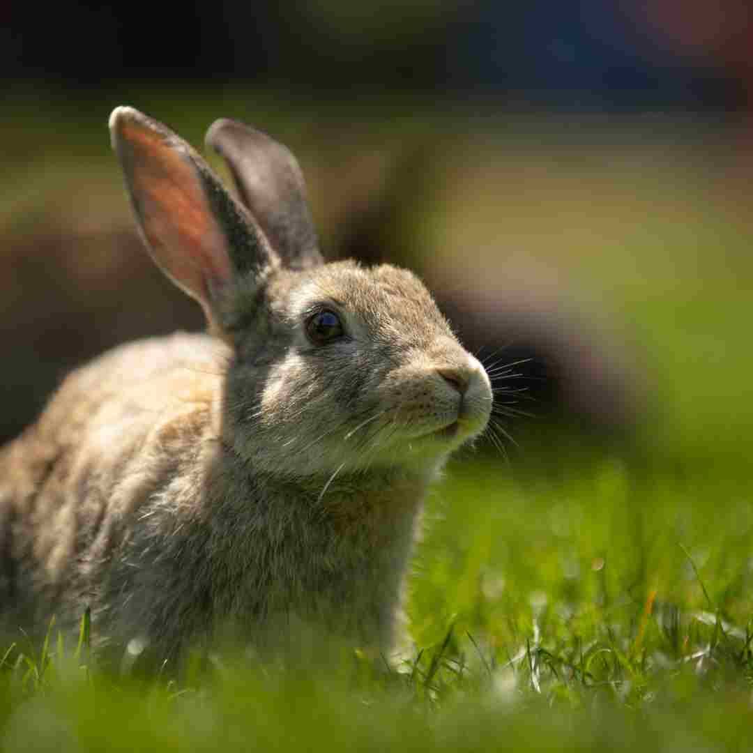 can rabbit and hare breed