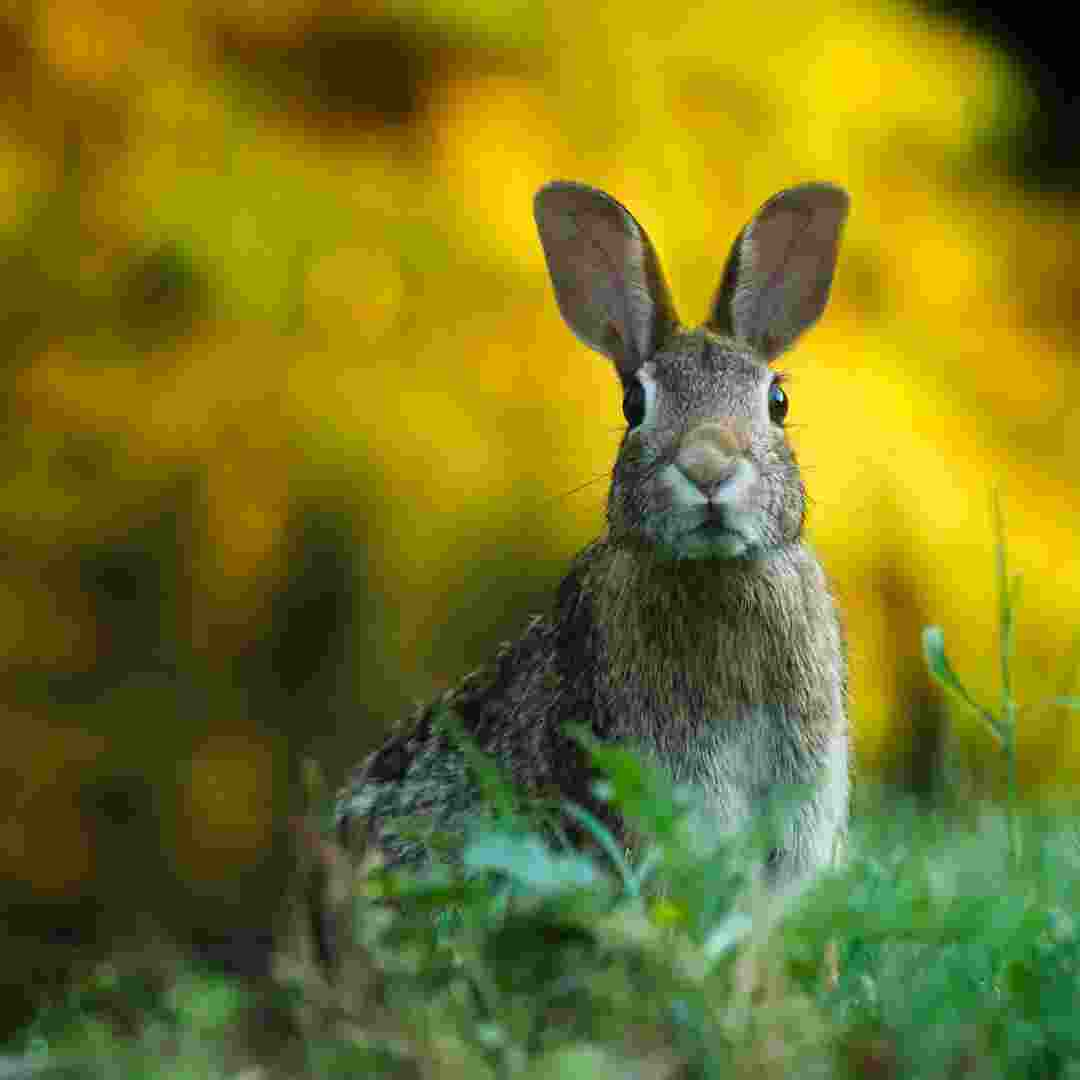 is rabbit endangered