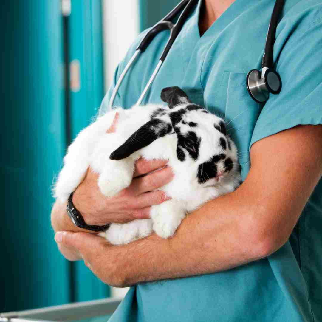 why is it important to handle rabbits gently
