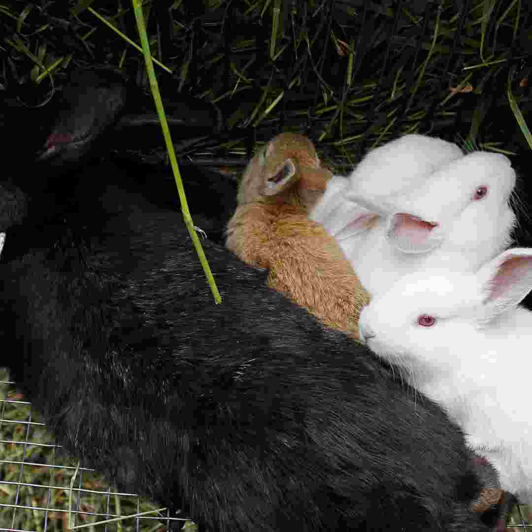 how many rabbits in a litter rabbits secrets