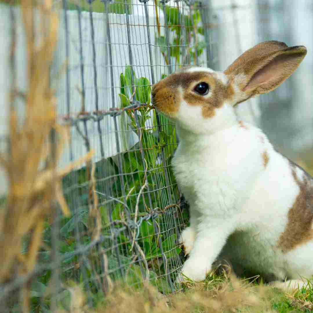 what are rabbit resistant plants