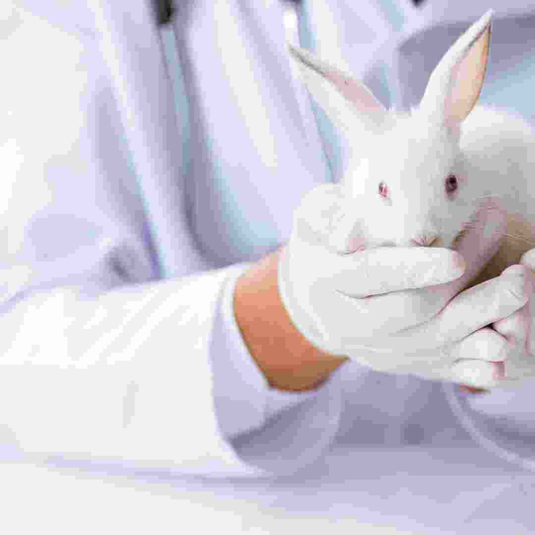 where to inject rabbit